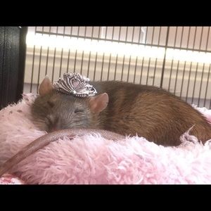 Meet your Posher, Cori